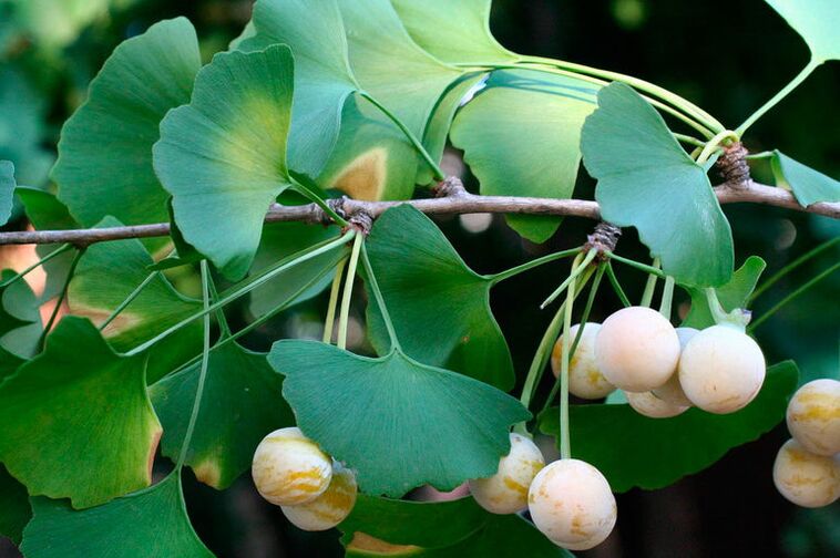 جینکو بیلوبا - یک گیاه عجیب و غریب برای بهبود قدرت