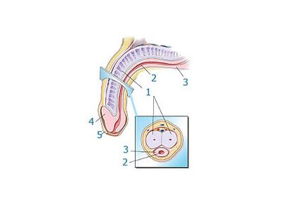 ساختار آلت تناسلی