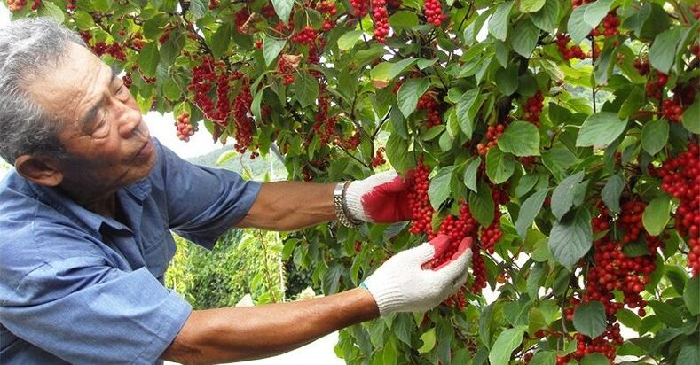 لیموترش چینی برای افزایش قدرت