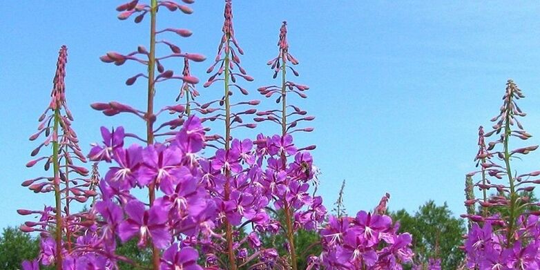 گیاهان برای افزایش قدرت در مردان